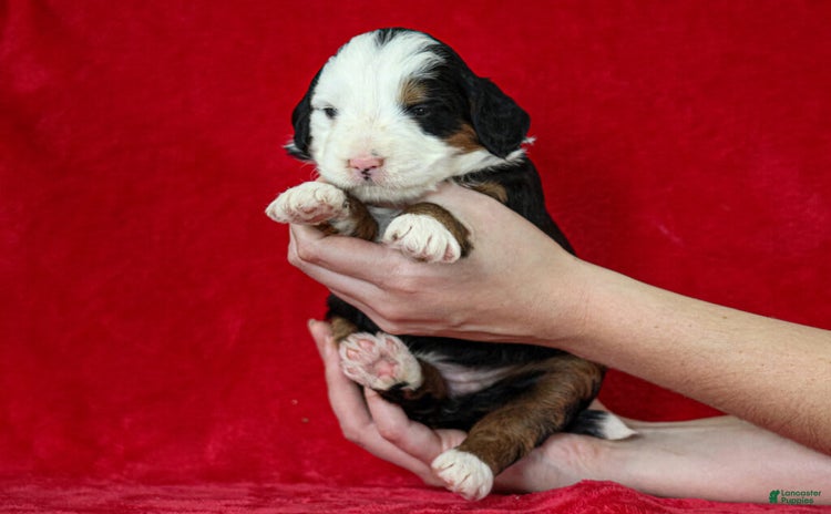 Mini Bernedoodle dogs for sale - Ad 4
