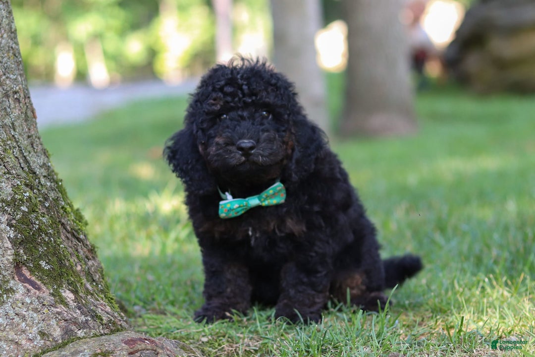 Cockapoo dogs for sale: Midnight - Image 12