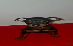 Miniature Pinscher dogs for sale: Apollo - Image 5