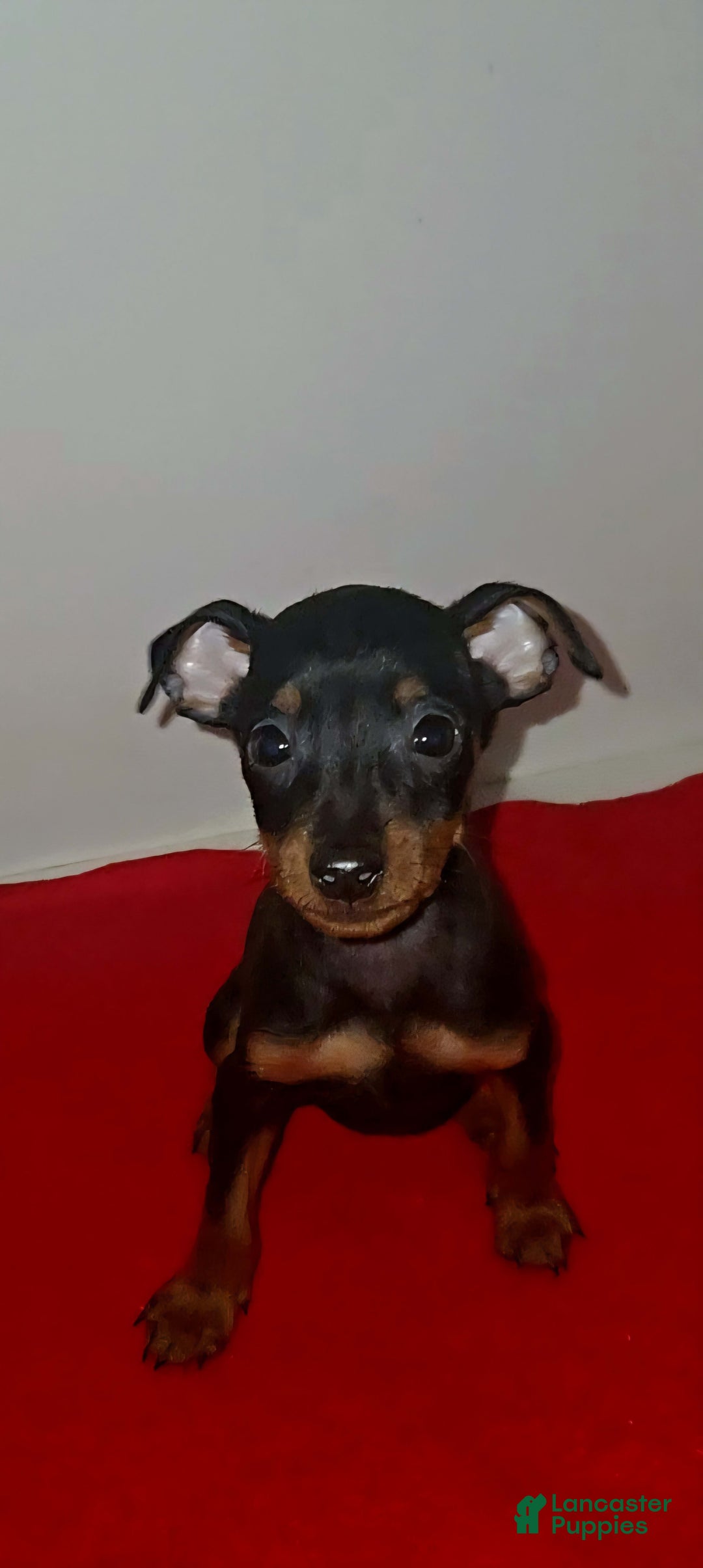 Miniature Pinscher dogs for sale: Apollo - Image 5
