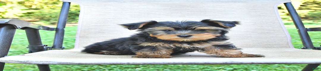 Donavan