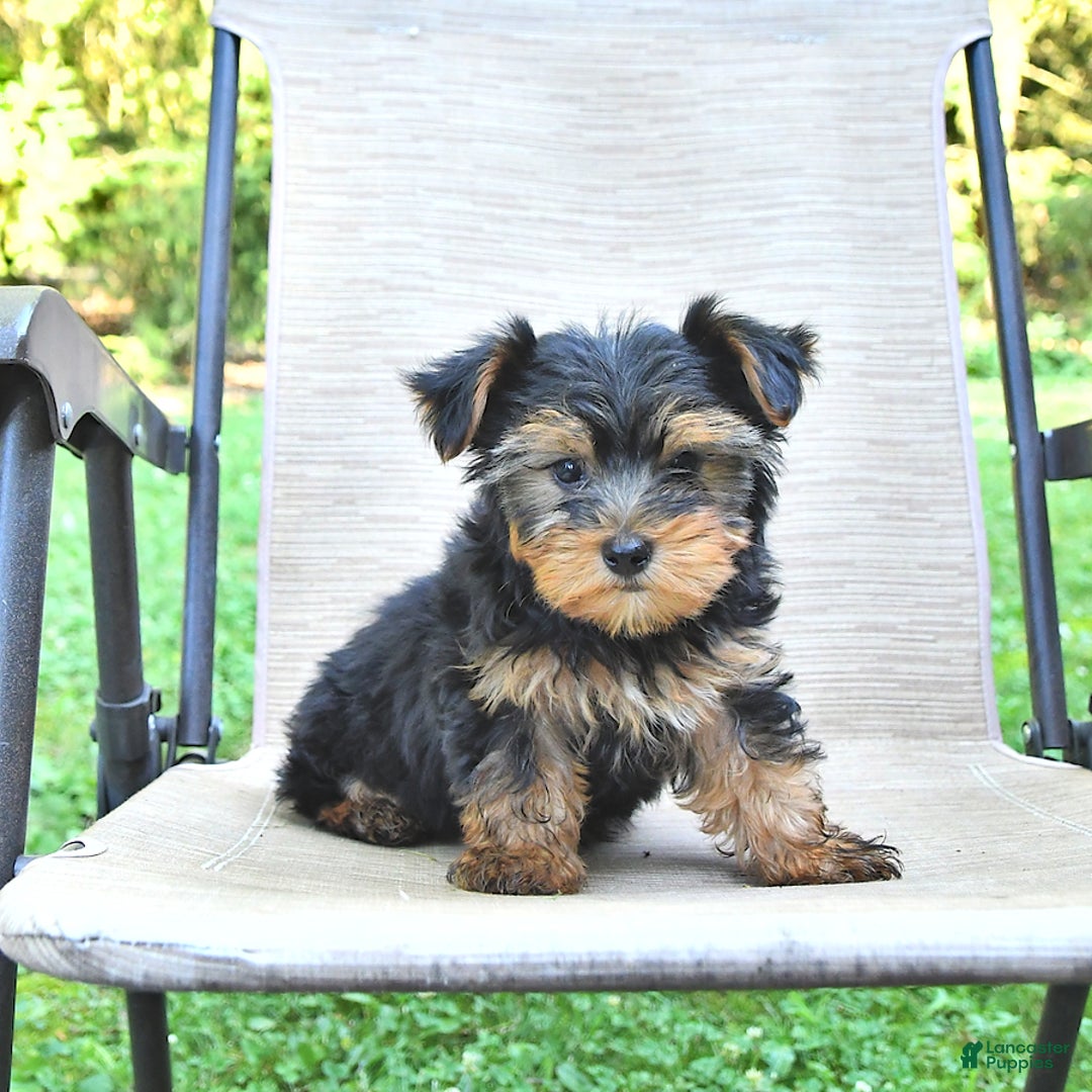Yorkshire Terrier dogs for sale: Donavan - Image 3