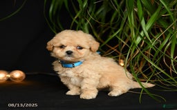Teddy Bear dogs for sale: Rivers - Image 5