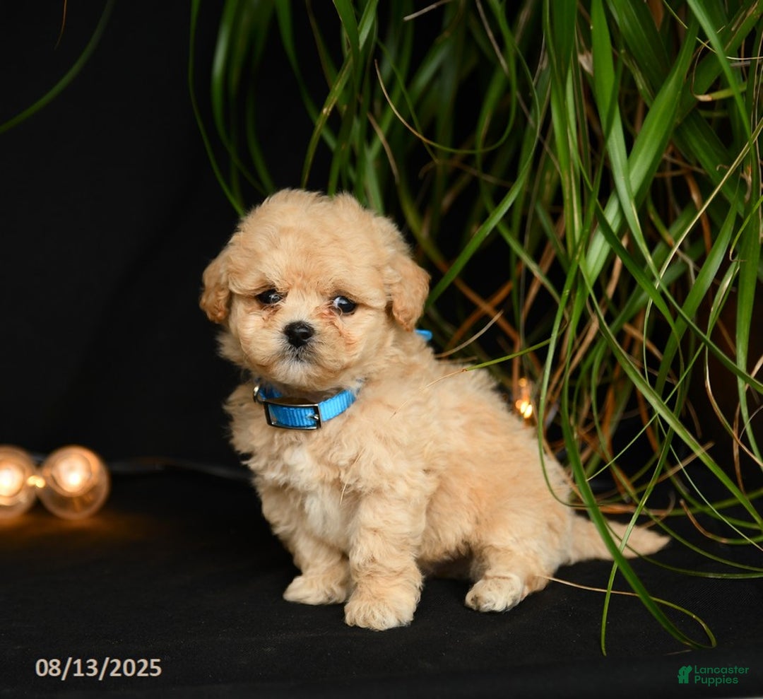 Teddy Bear dogs for sale: Rivers - Image 5