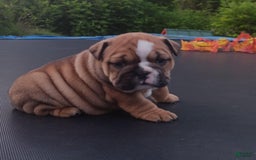 English Bulldog dogs for sale: Dixie - Image 3