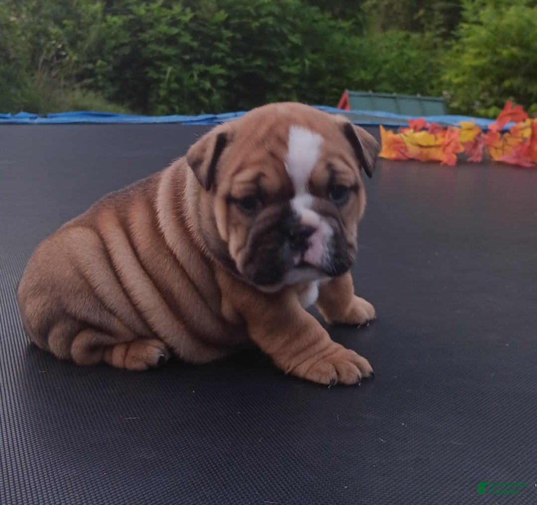 English Bulldog dogs for sale: Dixie - Image 3