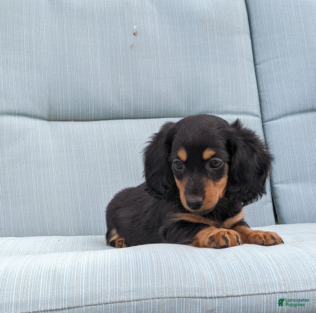 Miniature Dachshund dogs for sale: Miniature Dachshund 3 puppies - Image 16