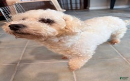 Bichon Frise dogs for sale: Clover - Image 2