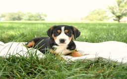 Greater Swiss Mountain Dog dogs for sale: Georgia - Image 3