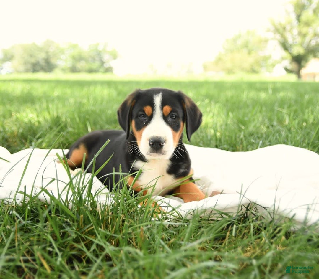 Greater Swiss Mountain Dog dogs for sale: Georgia - Image 3