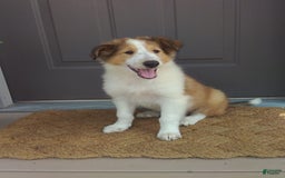 Collie dogs for sale: Dolly - Image 3
