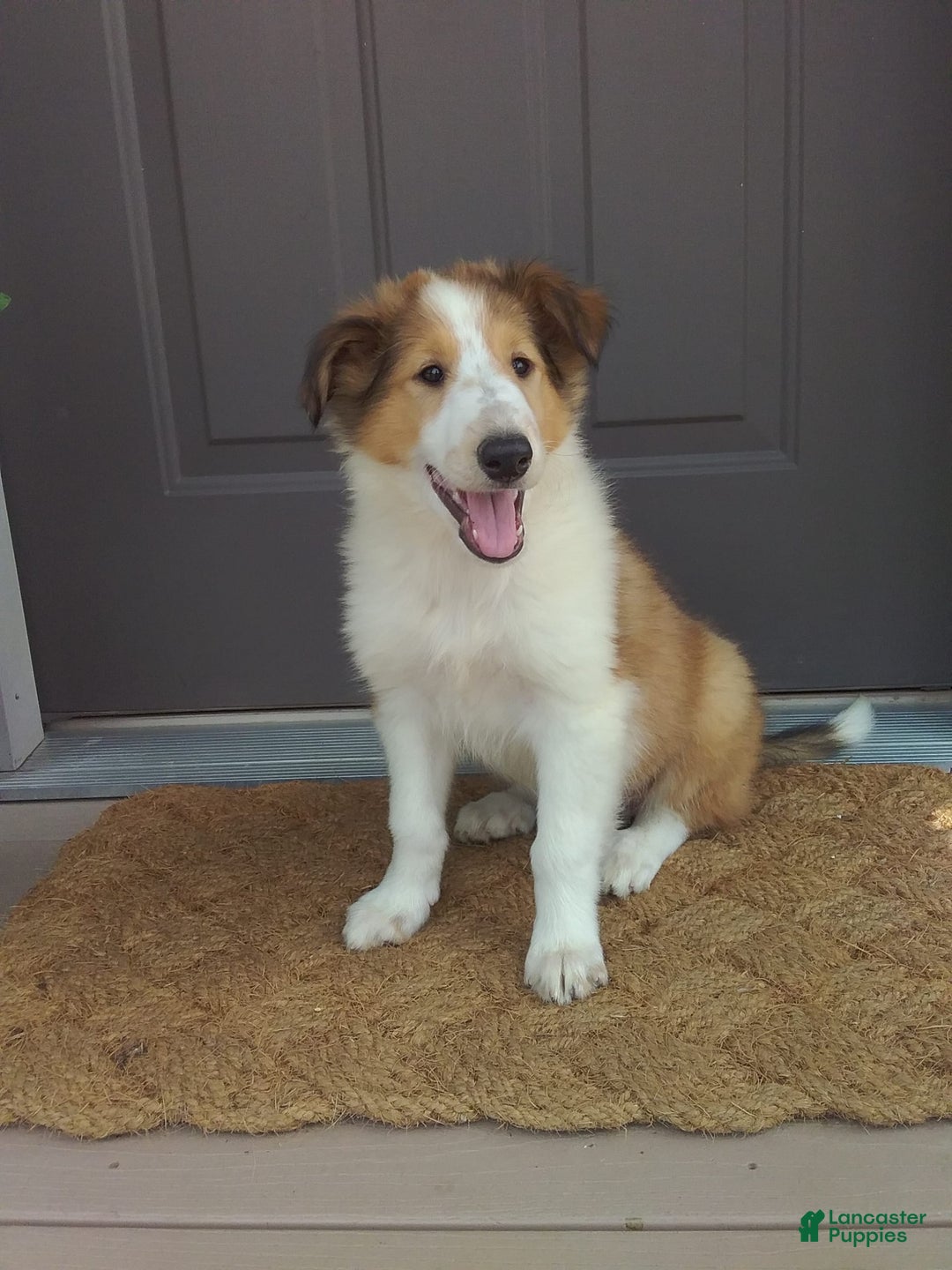 Collie dogs for sale: Dolly - Image 3