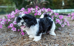 Shih Tzu dogs for sale: Rosie - Image 4