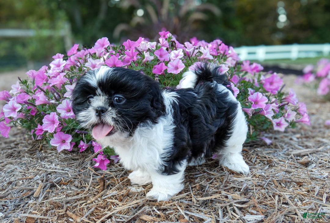 Shih Tzu dogs for sale: Rosie - Image 4