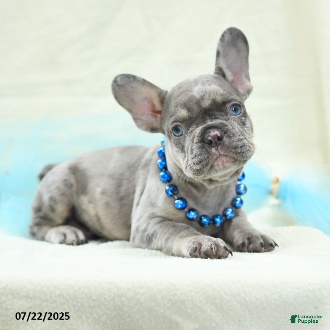 French Bulldog dogs for sale: Enzo Akc - Image 1