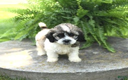 Cavachon dogs for sale: Ophelia - Image 4