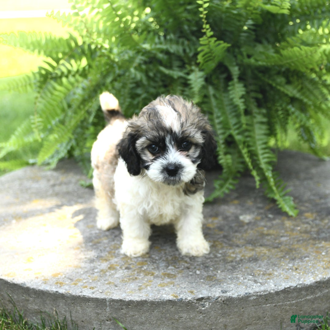 Cavachon dogs for sale: Ophelia - Image 4