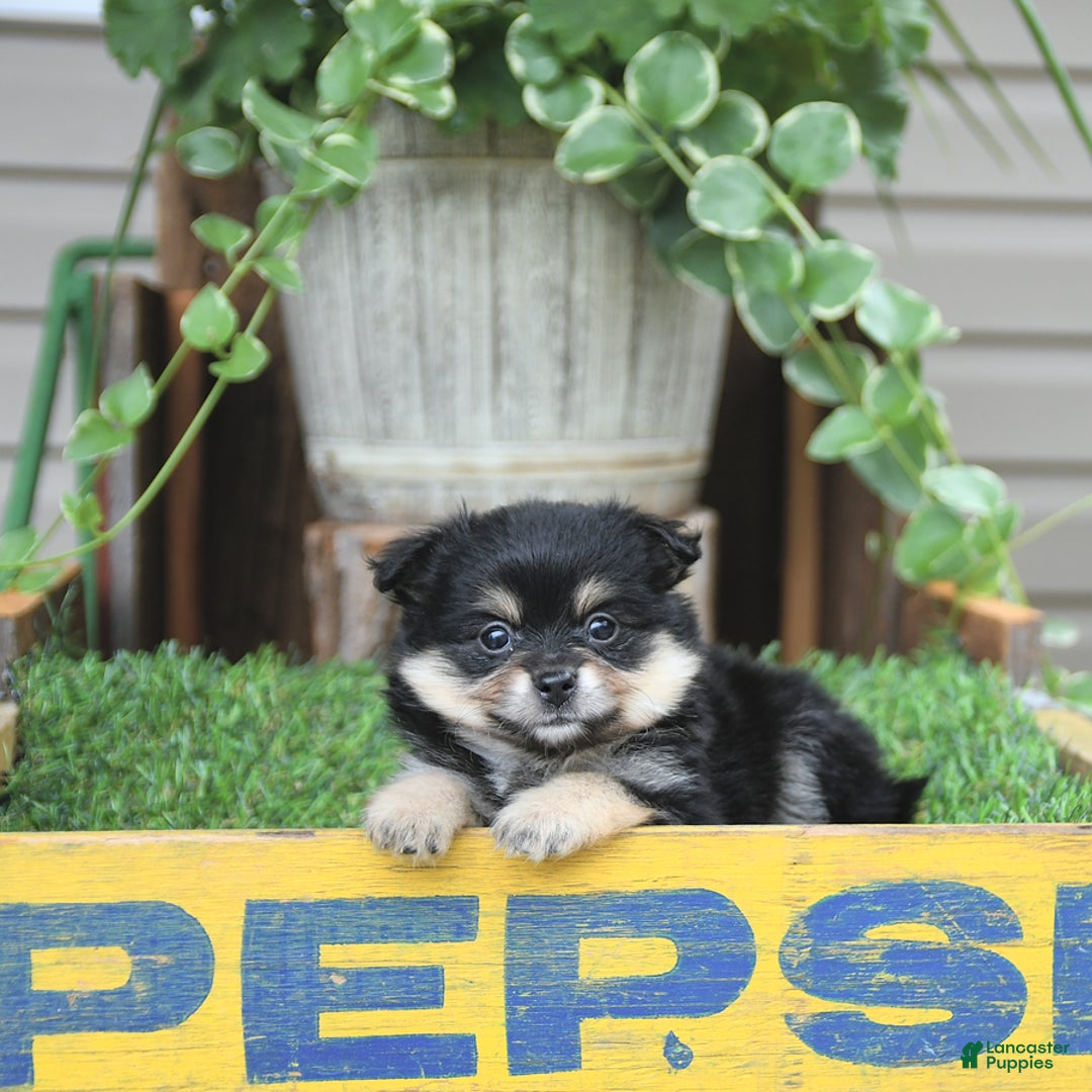 Pomeranian dogs for sale: Amber - Image 3
