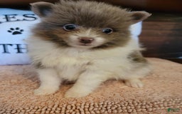 Pomeranian dogs for sale: Pommy - Image 1