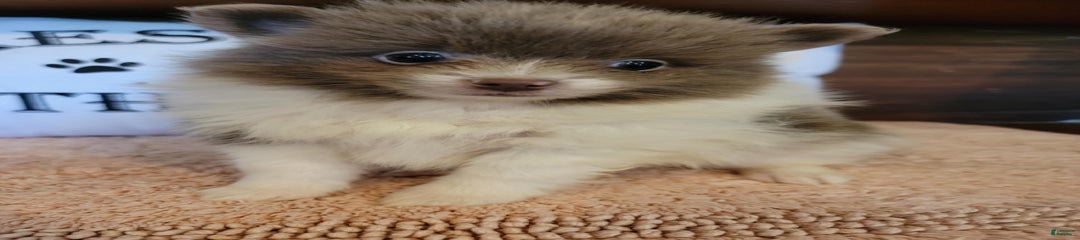 Pommy