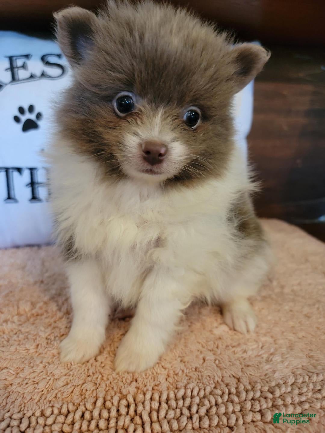 Pomeranian dogs for sale: Pommy - Image 1