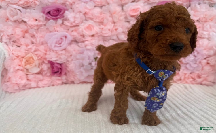 Standard Poodle dogs for sale - Ad 4