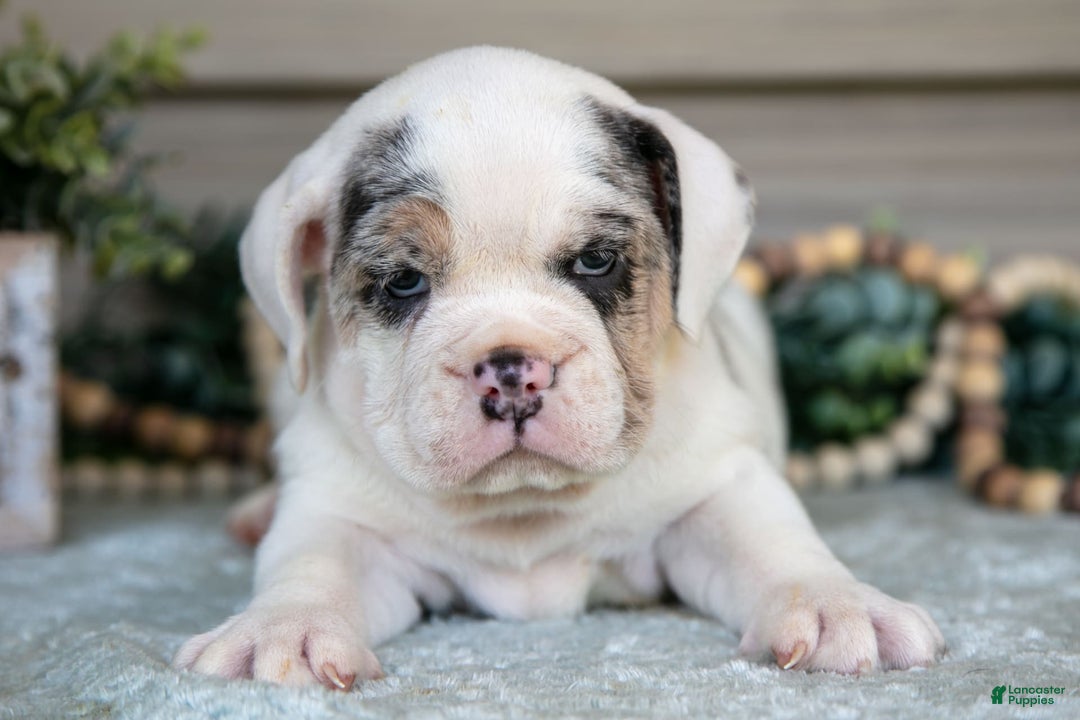 Beabull dogs for sale: Louise - Image 2