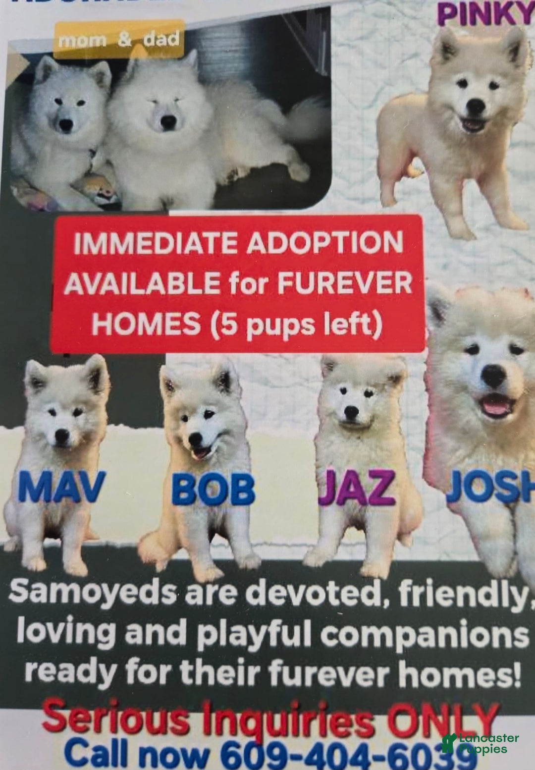 Samoyed dogs for sale: Pinky - Image 2