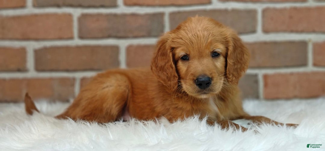 Goldendoodle dogs for sale: Rocky - Image 17