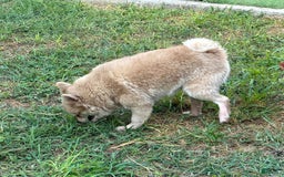 Pomeranian dogs for sale: Giovanna - Image 18