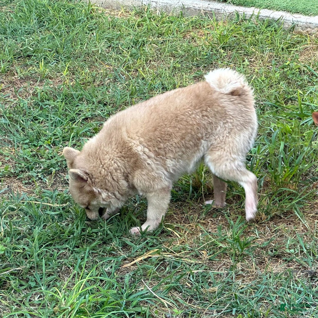 Pomeranian dogs for sale: Giovanna - Image 18