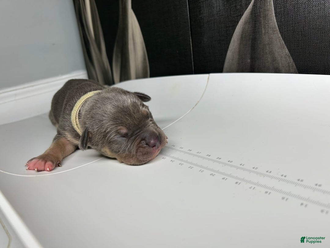 American Bully dogs for sale: Boots - Image 12