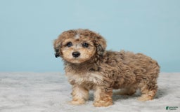 Miniature Poodle dogs for sale: Izzy - Image 2