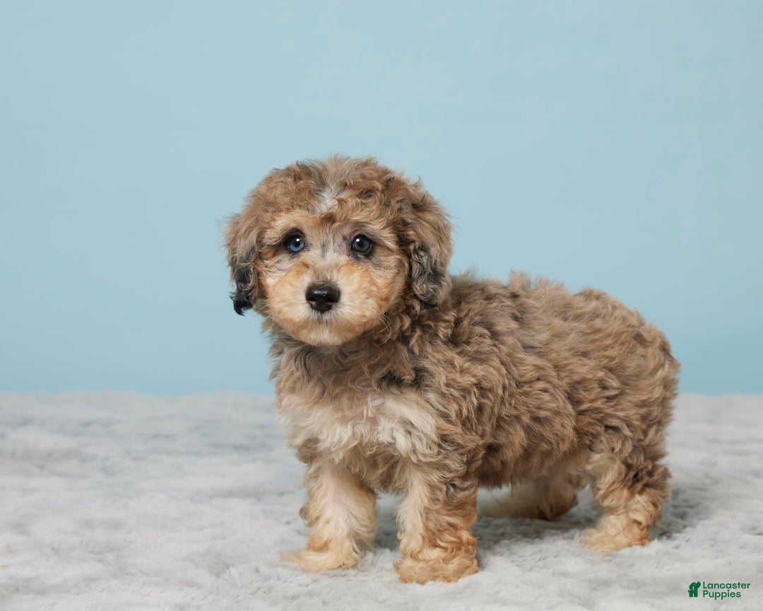 Miniature Poodle dogs for sale: Izzy - Image 2