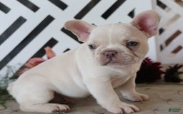 French Bulldog dogs for sale: Kasper - Image 2