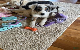 Australian Shepherd dogs for sale: Jojo - Image 8