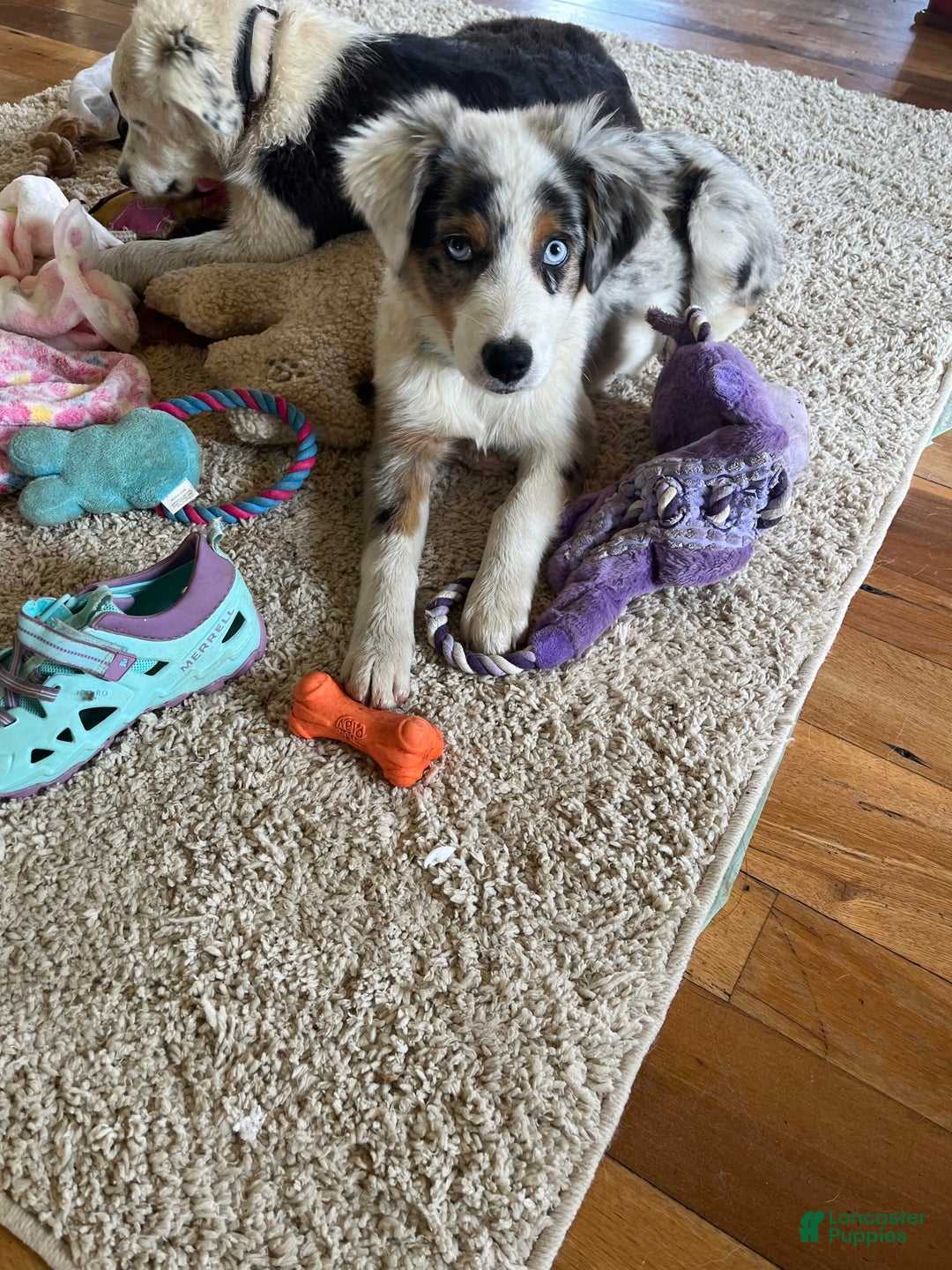 Australian Shepherd dogs for sale: Jojo - Image 8