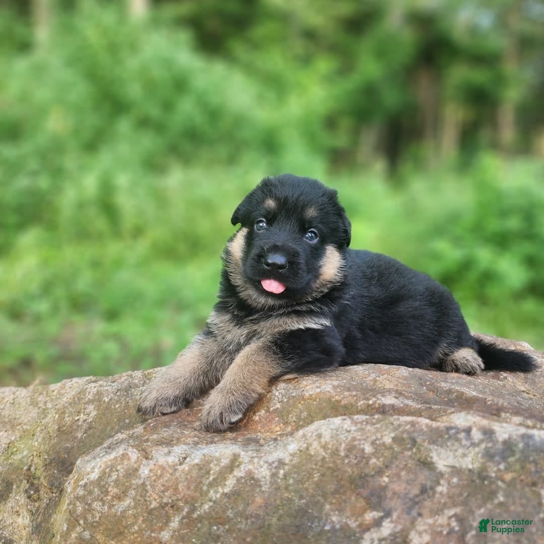 German Shepherd dogs for sale: Kira - Image 8