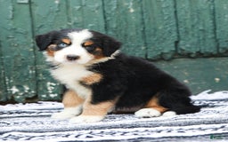 Australian Shepherd dogs for sale: Everleigh - Image 8