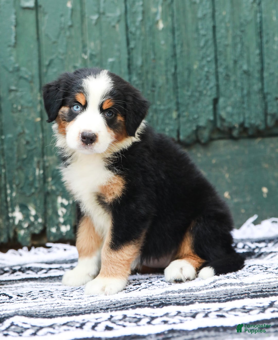 Australian Shepherd dogs for sale: Everleigh - Image 8