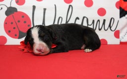 Bernese Mountain Dog dogs for sale: Cherrio - Image 12