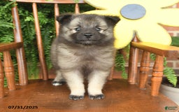 Keeshond dogs for sale: Truffles - Image 3