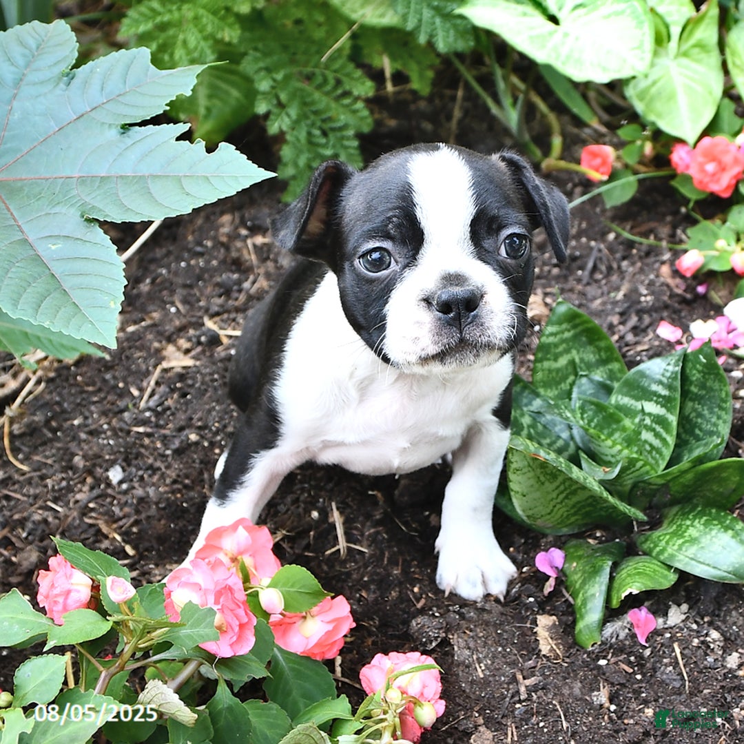 Boston Terrier dogs for sale: Boston Terrier 5 puppies - Image 5