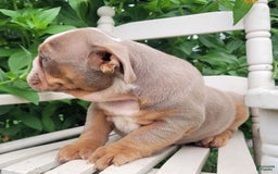 English Bulldog dogs for sale: Truffles - Image 18