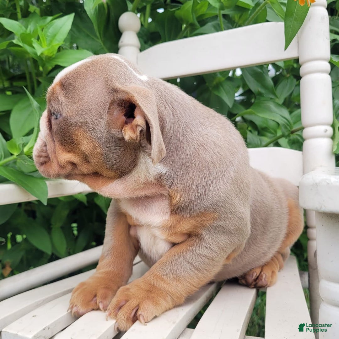 English Bulldog dogs for sale: Truffles - Image 18
