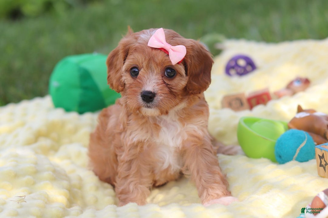 Cavapoo dogs for sale: Lucy - Image 8