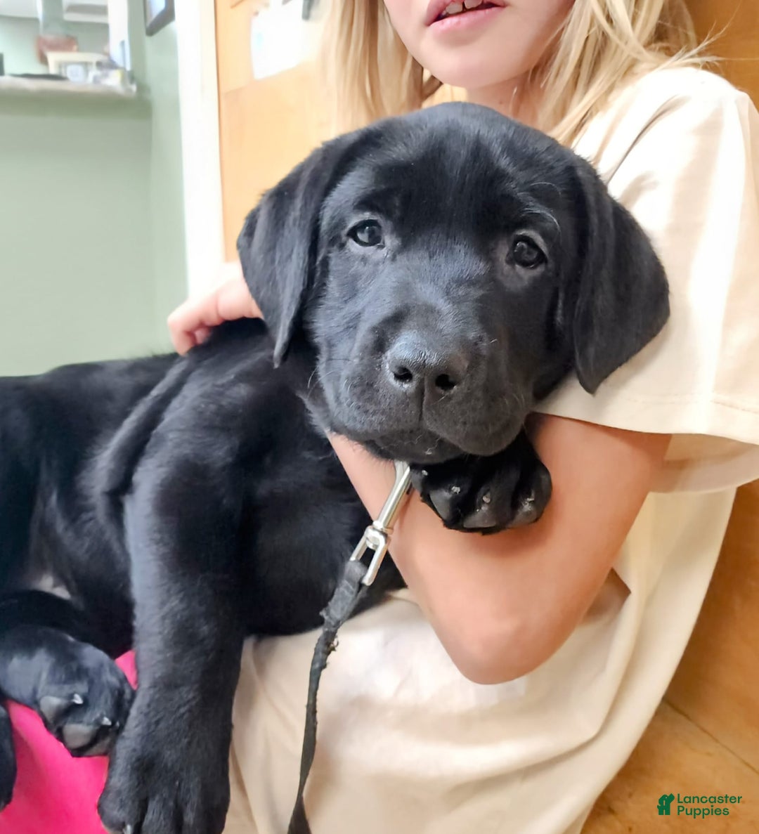 Labrador Retriever dogs for sale: Roxie - Image 2