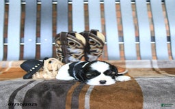 Cocker Spaniel dogs for sale: Khloe - Image 2