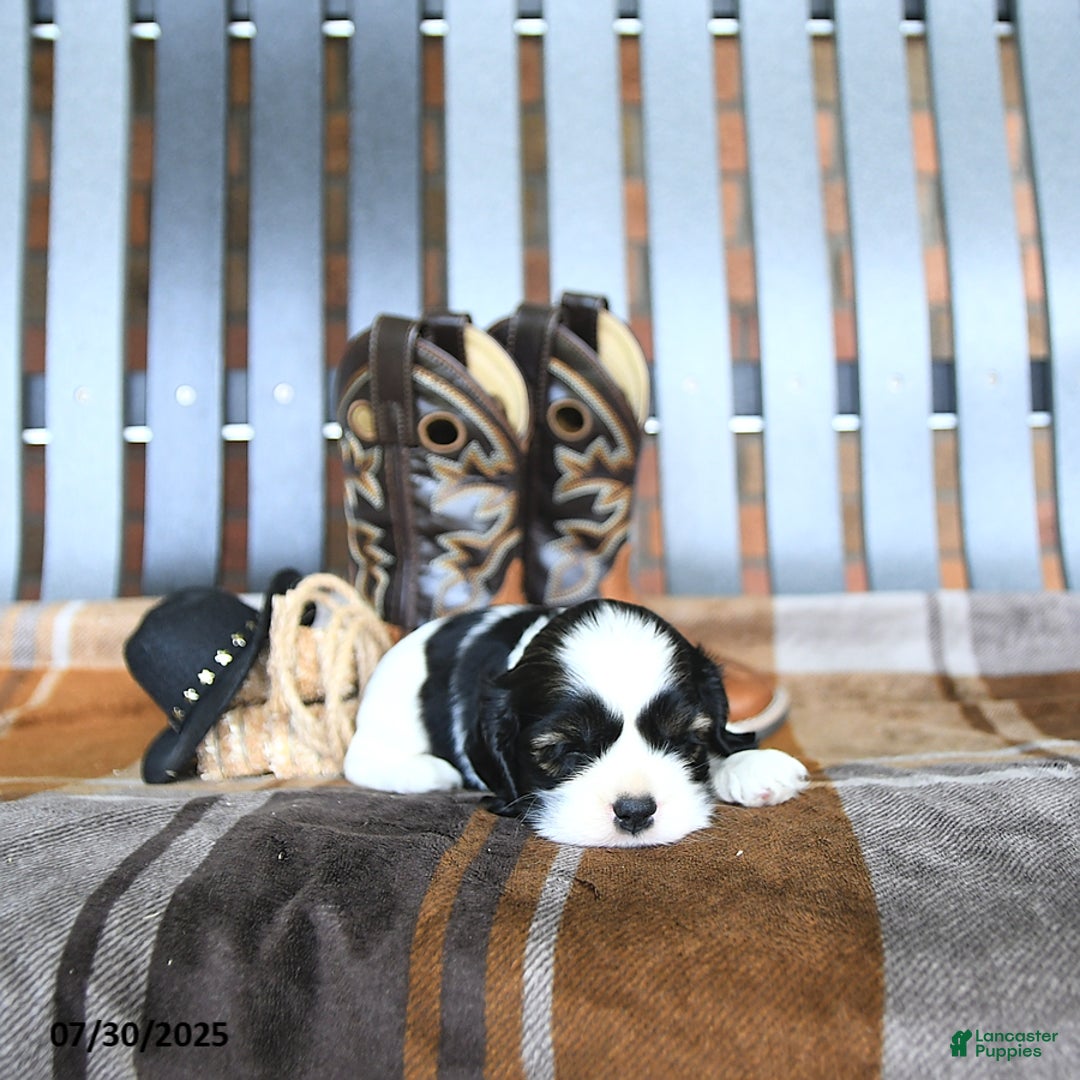 Cocker Spaniel dogs for sale: Khloe - Image 2