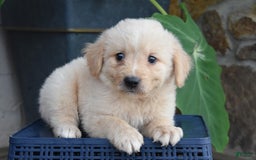 Miniature Bernese Mountain Dog dogs for sale: T Bone - Image 3